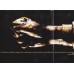 Stiff Upper Lip CD